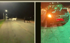 Glória-BA: Animais na pista de entrada da cidade preocupa motoristas