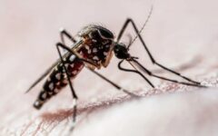 Estudo revela que dengue pode desencadear transtornos psiquiátricos