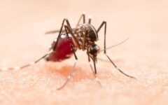 Número de mortes por dengue na Bahia chega a 104