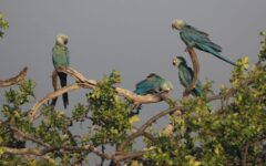 Criadouro baiano nega acusações de negligência e diz que mantém 98 ararinhas-azuis saudáveis; entenda