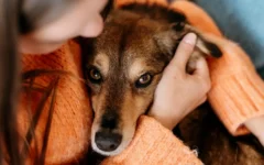 Bahia ocupa a 4ª colocação em número de inquéritos por maus-tratos contra animais, aponta Escavador