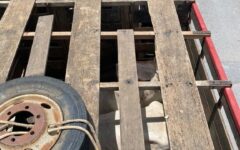 PRF flagra transporte irregular de bovinos na BR-110, em Ribeira do Pombal (BA)